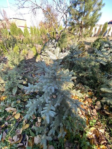 Декоративные деревья: Саженцы деревьев: Туи, Платная доставка — 8