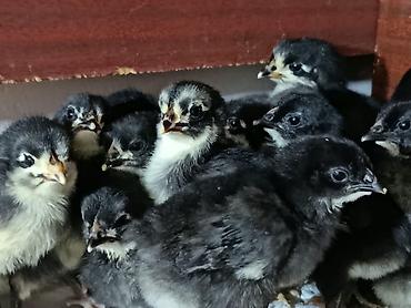 quşlar: Həm ətlik həm də yumurtalıq alman sortu olan australorp toyuqlarının — 3