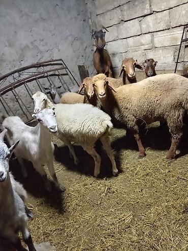 Qoyun və keçi sürüsü – qarışıq heyvanlar Təsvir: - Şəkillərdə qarışıq lalafo.az -da Qoyun və keçi sürüsü – qarışıq heyvanlar Təsvir: - Şəkillərdə qarışıq