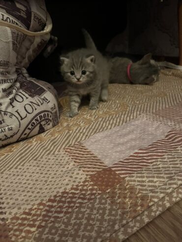 Pişiklər: Britan, Erkək, Dişi, Ünvandan götürmə -da lalafo.az — 7 Pişiklər: Britan, Erkək, Dişi, Ünvandan götürmə — 7