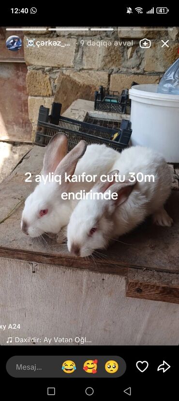 купить собаку в: Kaliforniyalar 30m cutu. Rizenler 120m temiz. Qandır catırlma var