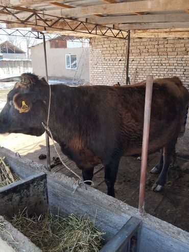 Коровы, быки: Продаю | Корова (самка) | Алатауская | Стельные