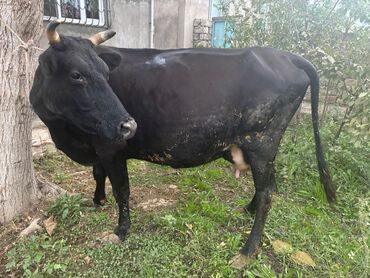 inek: Balali inek satilir. 14 litr süd verir. Sağlam, xəstəlik görmemis