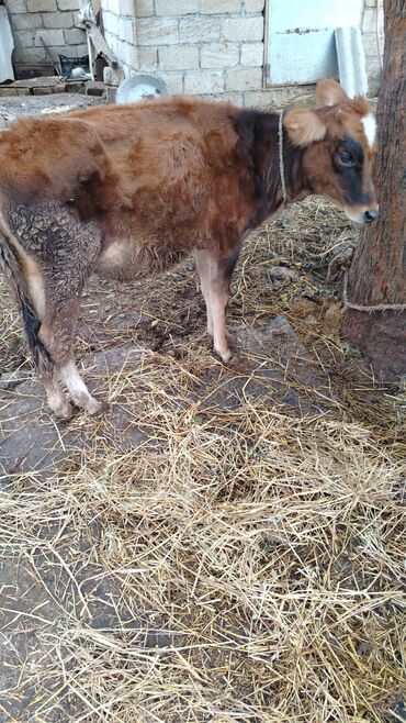 Inəklər, öküzlər: 4 aylığ danalardı iksidə dişidi qiymə birinə yazılıb