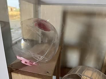 bakida it satisi: Çunqarık və Hamster üçün geniş akvarium tipli qəfəs və aksesuar — 7