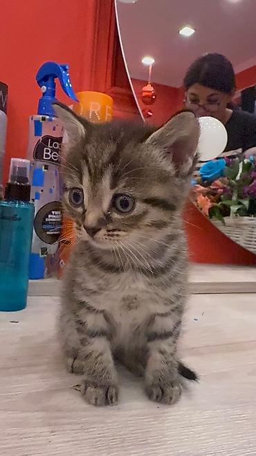 Pişiklər: Şotland — 8