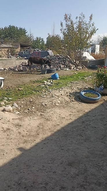 Продам с/х животных: Осёл (молодой бурый) для хозяйства. - Порода: домашний осёл — 2