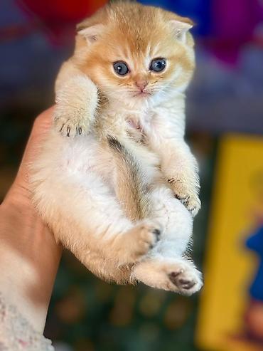 Pişiklər: Şotland — 8