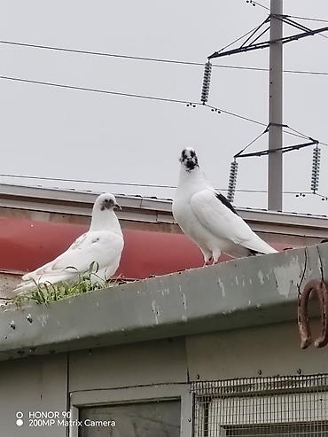 Göyərçinlər: Göyərçinlər — 3