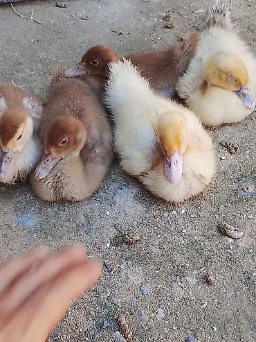 Гуси: Məhsul: Qaz və ördək sürüsü Məkan Üçün yazın qiymət 230 Təsvir: - Ağ — 5