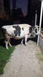 сколько длится беременность коровы: Продаю | Корова (самка) | Голштин | Для молока, Для разведения | Стельные