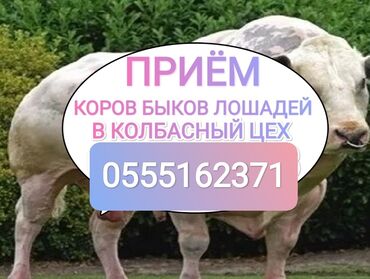 продажа кукурузу: Куплю | Коровы, быки, Лошади, кони, Другие с/х животные | Круглосуточно, Любое состояние, Забитый