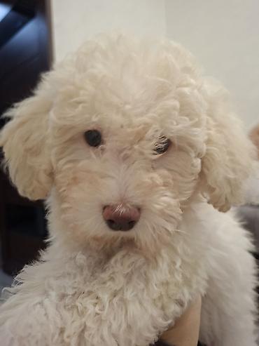 İtlər: Pudel, Dişi — 4
