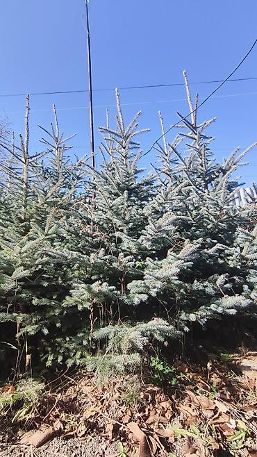 кра: Ели голубые (Picea pungens, «колючая ель») для озеленения. - Плотная — 3