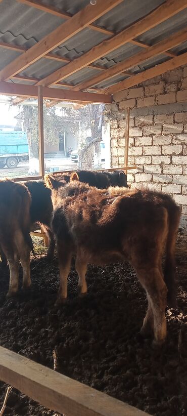 Коровы, быки: Продаю | Тёлка | Полукровка | На откорм | Племенные — 8