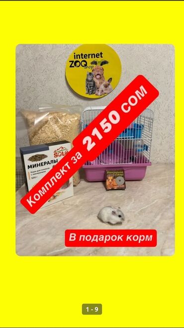 хомяк коины: Комплект с хомячком или мышкой на подарок. Соберём для вас подарочный