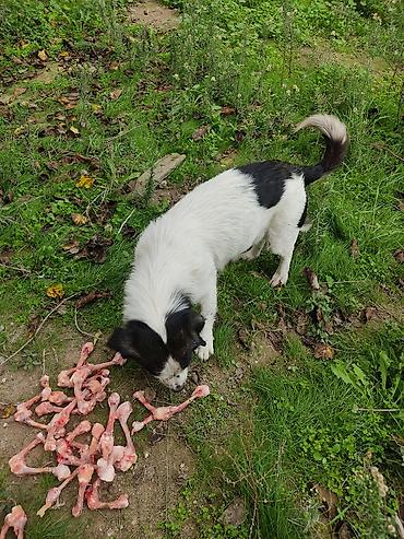cubus it: Zvonok, 1 il, Dişi — 3