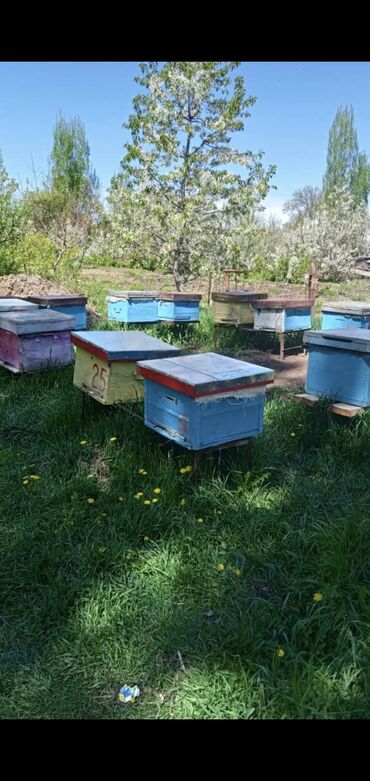 трава для животных: Продаётся пчелы с ульями. Бал аарыларын сатам 5 - Үй-бүлө. Дени сак