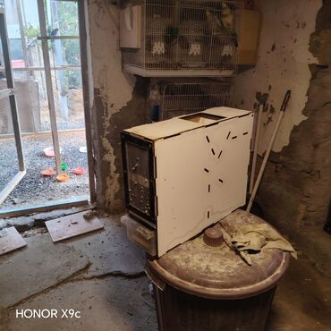 Tutuquşları: Hazir Ferma tecili. Satilir. unvan Sumqayit Yem temizleyen aparat fofo — 11