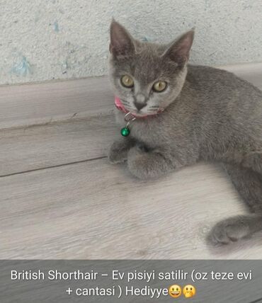 Britan, Dişi, Yaxşı əllərə, Ödənişli çatdırılma