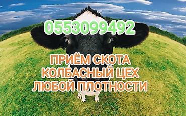 кормушки для крс: Колбасный цех : Коровы, быки, Лошади, кони, | Любое состояние, Откормленные, Забитый — 1