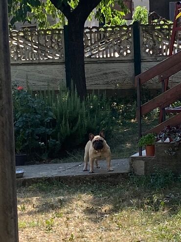 Psi: Dostupni vrhunski stenci francuskog buldoga- još dva dečaka i dve — 11