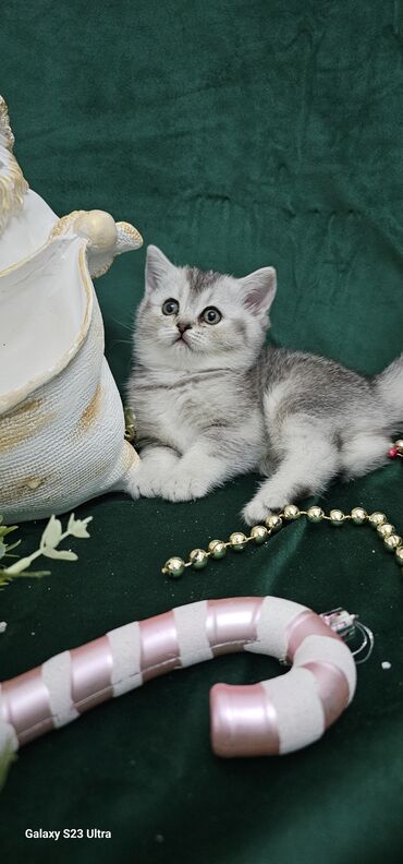 Pişiklər: Şotland, Ünvandan götürmə — 5