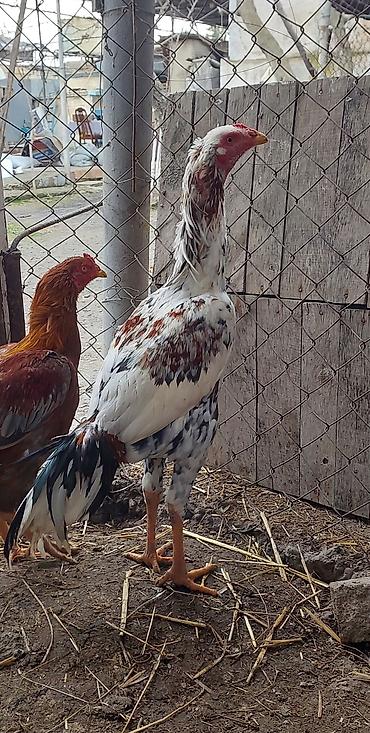 Xoruzlar: Xoruz, il: <1, Ödənişli çatdırılma — 7