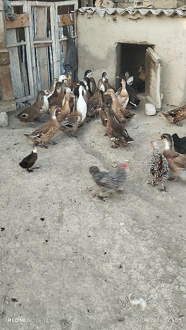 heyvanlara verilən xüsusi adlar: Ordeyler satılır biri 12 manata — 2