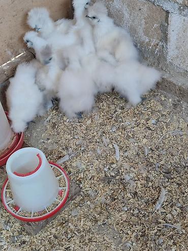 pişik su qabı: Toyuq cücələri, Damazlıq, Ödənişli çatdırılma — 2