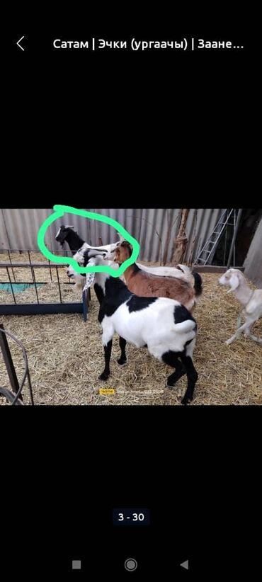 Козы, козлы: Продаю | Коза (самка) | Для разведения — 5