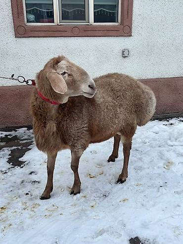 Баран, овца: Продаю | Баран (самец) | Для разведения | Племенные — 8