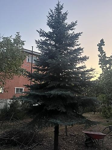 Ель голубая (Picea pungens “Glauca”) — крупномер для участка, сада или