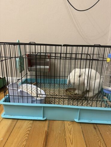 домик для котов: Продаю дружелюбного милого декоративного кролик 4 месяца с клеткой и