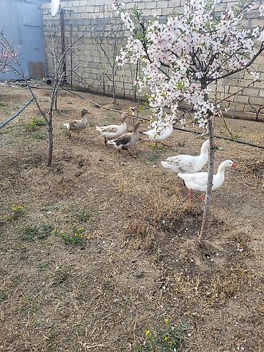 Qazlar: Qaz sürüsü satılır - Növ: Ağ və boz yerli qazlar (qarışıq rənglər) - — 7