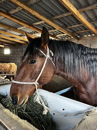 Лошади, кони: Продаю | Жеребец | Рабочий — 8