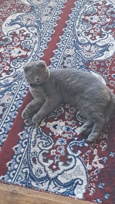 каракал кот: Кот на вязку