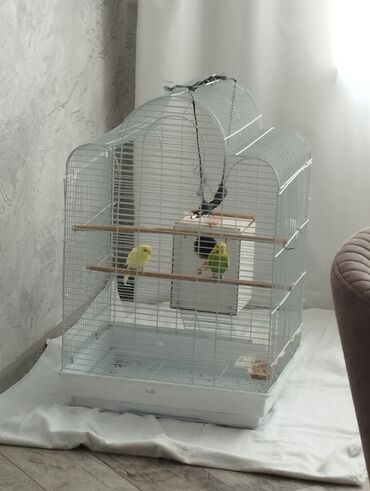 Daşıma çantaları: Quşlar üçün nəzərdə tutulmuş bu metal və plastik qəfəs ev