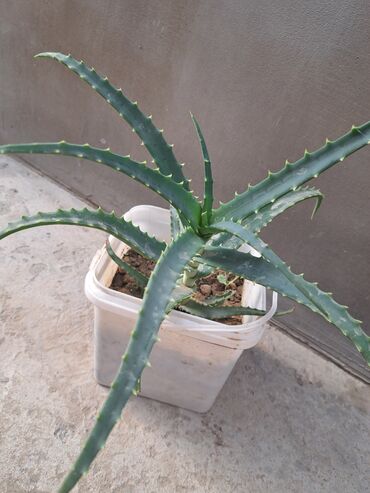 hoya gülü: Aloe gül