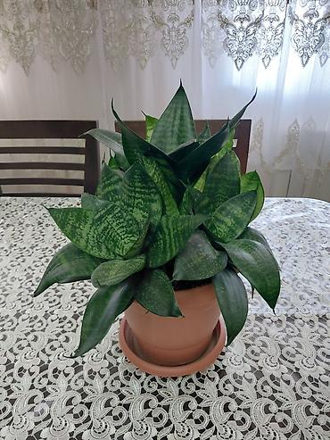 ev gulu: Sansevieria (Qayın dili) – dekorativ otaq bitkisi • Növ: Sansevieria — 1