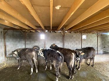 Коровы, быки: Продаю | Бык (самец) | На откорм — 3