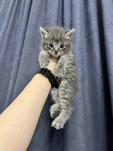 переноска для кота бишкек: Всем привет отдам котенка в добрые заботливые руки !прошу не брать
