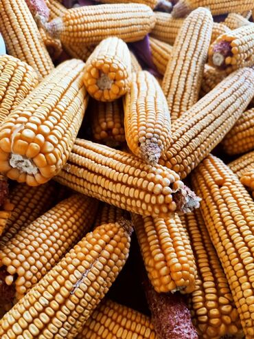 кукуруз продаю: КУКУРУЗА 17 сом кг