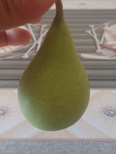 Tinglər: Məhsul: Armud tingləri və meyvəlik ağaclar - Növ: Armud (şəkildə — 4