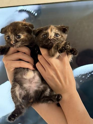 scottish fold: Şotland — 2