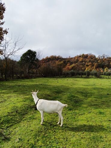 Keçi, çəpiş: Sanen keçiləri satılır. Çəkilisdə heç bir effekt istifadə edilməyib — 8