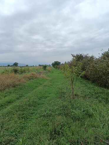 Ağaclar: Məhsul: Fındıq bağı və gilas bağı Təsvir: 1.20 Ha ərazidə 12illik — 7