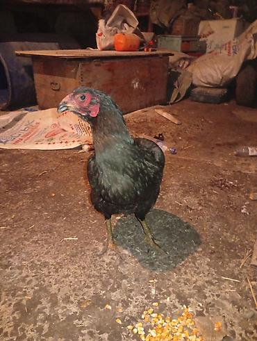 Куры, петухи: Продаю | Куры | Домашняя | Для разведения — 3