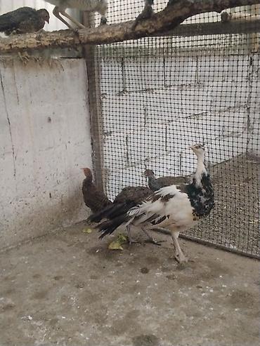 зоомагазин купить сову: Продаю павлинов — 2