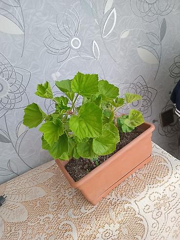geran: Pəncərə qutusu üçün ətli saksı bitkisi – 2 köklü pelargonium — 1